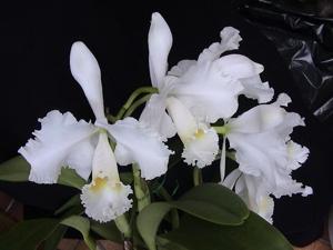 Cattleya trianae var. alba