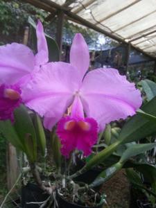 Cattleya trianae