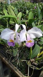 Cattleya trianae