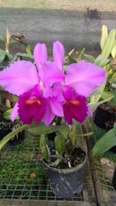 Cattleya trianae