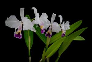 Cattleya trianae