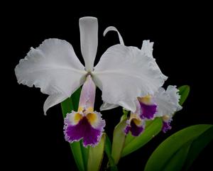 Cattleya trianae