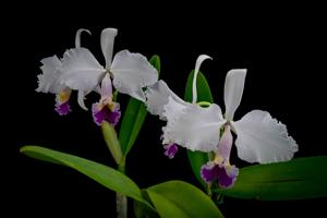 Cattleya trianae