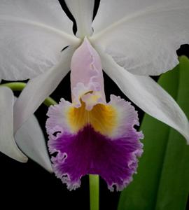 Cattleya trianae