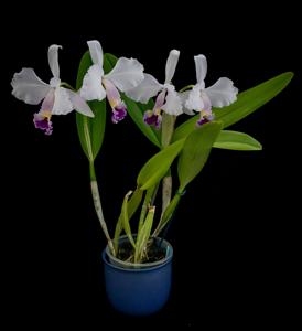 Cattleya trianae