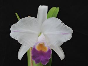 Cattleya trianae