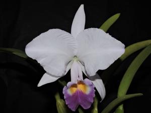 Cattleya trianae