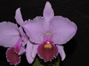 Cattleya trianae