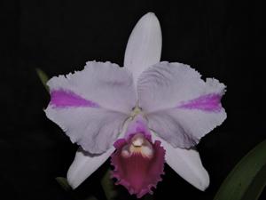 Cattleya trianae