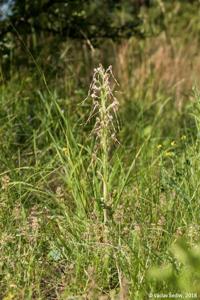 Himantoglossum adriaticum