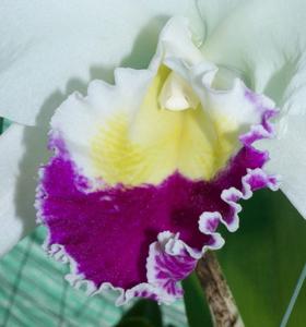 Cattleya trianae