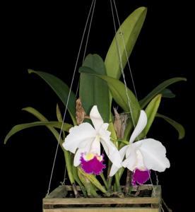 Cattleya trianae