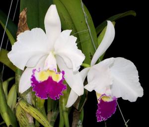 Cattleya trianae