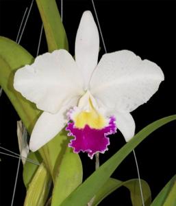 Cattleya trianae