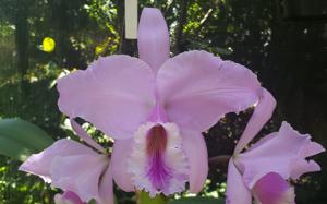 Cattleya warneri