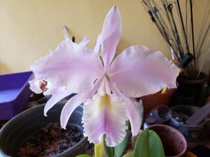 Cattleya warneri