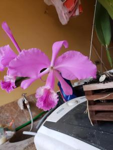 Cattleya warneri