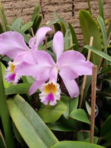 Cattleya warneri