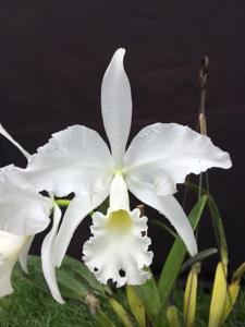 Cattleya warneri var. alba