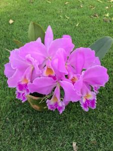 Cattleya warneri