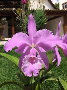 Cattleya warneri