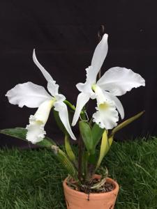 Cattleya warneri