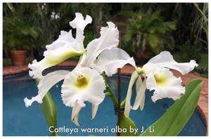 Cattleya warneri var. alba