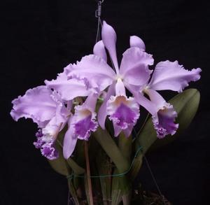 Cattleya warneri var. caerulea