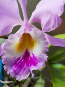 Cattleya warneri