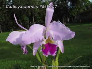 Cattleya warneri