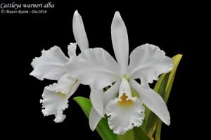 Cattleya warneri var. alba