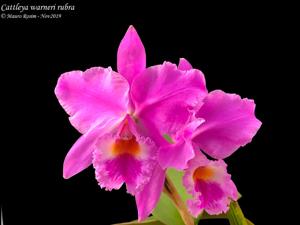 Cattleya warneri