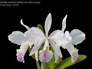 Cattleya warneri var. amoena