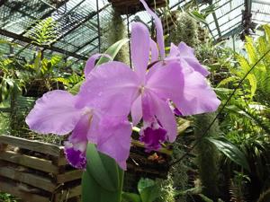 Cattleya warneri