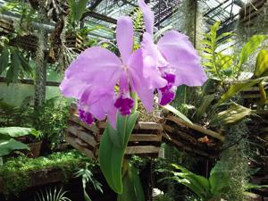 Cattleya warneri