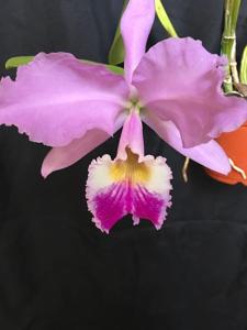 Cattleya warneri