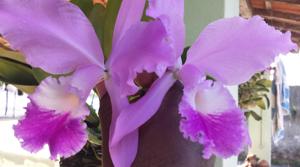 Cattleya warneri