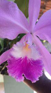 Cattleya warneri