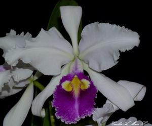 Cattleya warscewiczii