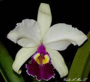 Cattleya warscewiczii