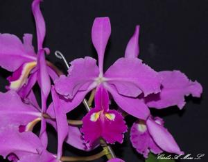 Cattleya warscewiczii