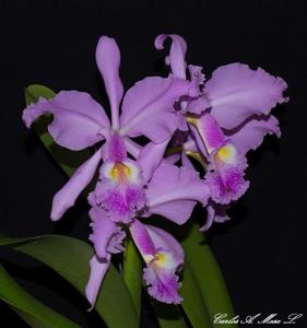 Cattleya warscewiczii