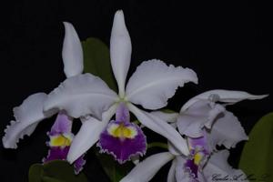 Cattleya warscewiczii