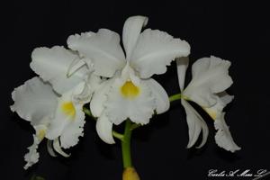 Cattleya warscewiczii