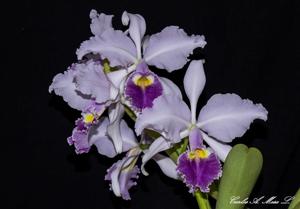 Cattleya warscewiczii