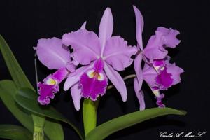 Cattleya warscewiczii