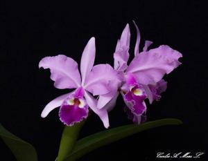 Cattleya warscewiczii