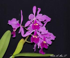 Cattleya warscewiczii