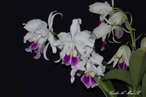 Cattleya warscewiczii