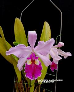 Cattleya warscewiczii